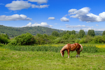Fototapeta na wymiar Red horse grazing in a meadow on a sunny day. Alone horse eating grass. Pasture summer landscape