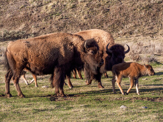 Herd of Bison in Lamar Valley