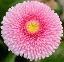 Close up shot of a pink blossom