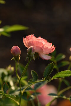 Beautiful roses Margo Koster, roses in morning garden.