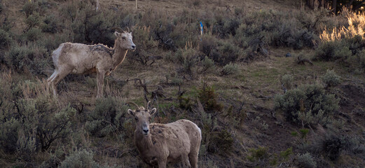 Two Rocky Mountain Bighorn Ewes
