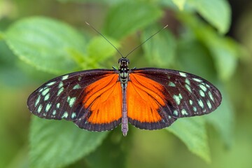Fototapeta premium Butterfly