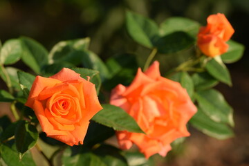 Monica roses with orange flowers turning to pink.
