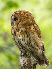 Tawny Owl Perched in the Bluebells