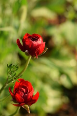 Red ranunculus flower buds in sunny summer garden, vertical.