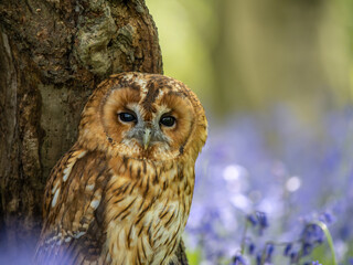 Tawny Owl Perched in the Bluebells