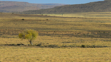 Fototapeta premium Lone tree in Karoo farmland near Dwarsvlei Eastern Cape 