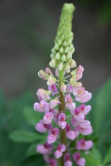Garden lupin blooming pink and purple closeup.

