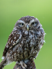 A Perched Little Owl