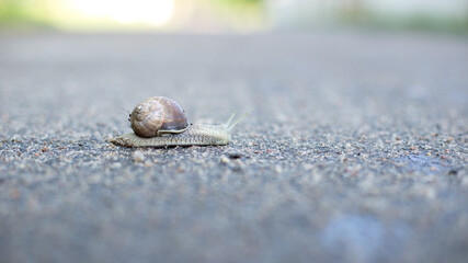 Snails in an early spring morning looking for moisture and nutrition