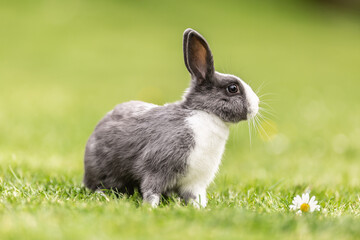 Curious livestock rabbit sitting in the grass in the garden