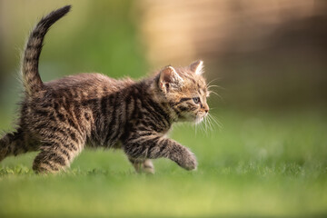 Naklejka na ściany i meble Adorable and curious little tabby kitten vigorously playing in the garden in the grass