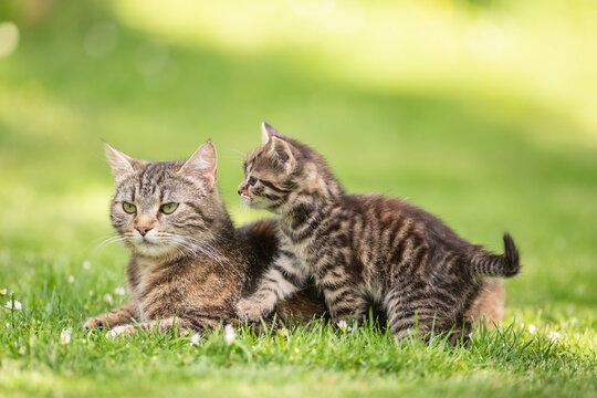 A little tabby kitten iterrupting her mom cat in the garden