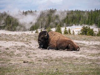 Bison resting by Old Faithful