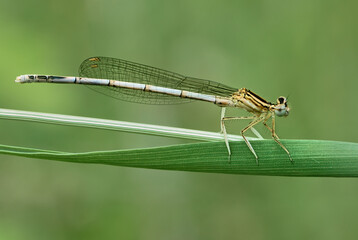 White legged damselfly or blue featherleg female sitting on a leaf of grass. Side view, close up. Blurred light natural background. Genus species Platycnemis pennipes.