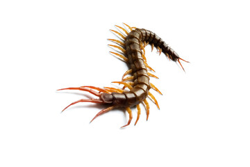 Centipede isolated on white background.