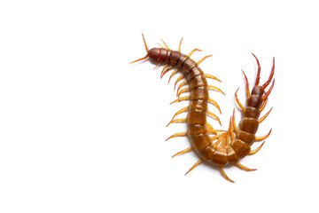 Centipede isolated on white background.