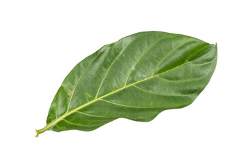 Obraz premium Great morinda, Tahitian noni, Indian mulberry, Beach mulberry (Morinda citrifolia) isolated on white background. concept Herbal and Vegetable extracts are medications for Reduce heart disease risk