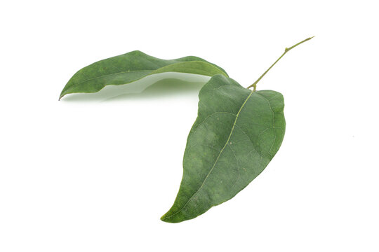 Nan Fui Chao herbal leaves or Bitterleaf tree (Gymnanthemum extensum) isolated on white background. concept Herbal and Vegetable extracts are medications for treating diabetes and heart disease.