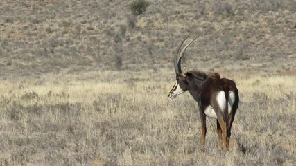 Foto auf Alu-Dibond Sable antelope bull © Adrian