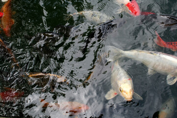 Fische Koi Karpfen im Wasser