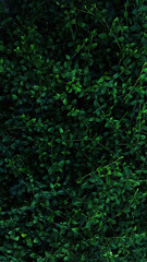 green background of petals