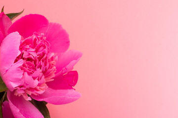 Pink peony closeup on a pink background with copy space. Floral card, banner design