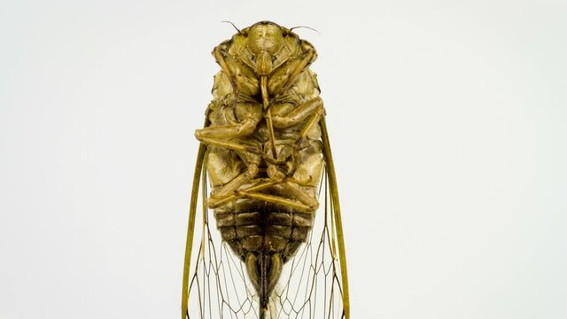 Close up rotation cicadas with golden wings on white background.