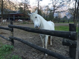 white horse on a farm