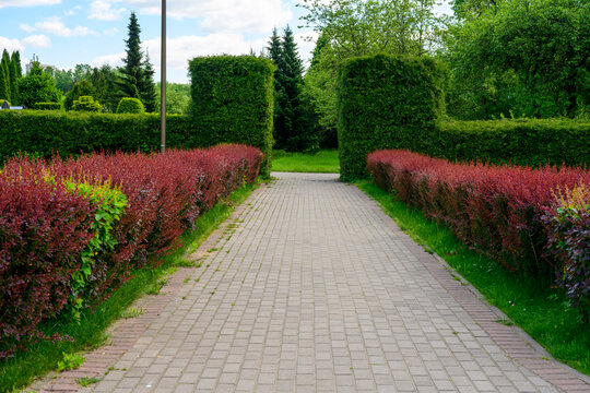 High resolution photo of green garden landscape design with path in the middle