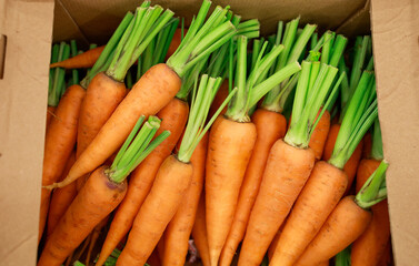 washed carrots with tops lie in a corrugated cardboard box