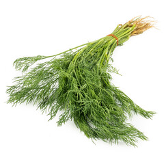 Fresh green dill (Anethum graveolens) isolated on the white background