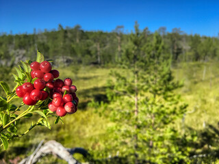 Forest berry against the green northern forest