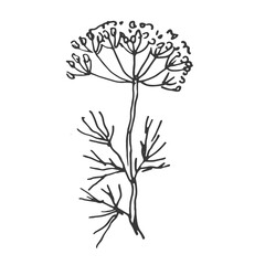 Spices garlic pepper vegetables herbs cooking vector graphics illustration by hand. Engraving print textile, menu recipe cooking food onion basil kitchen set 