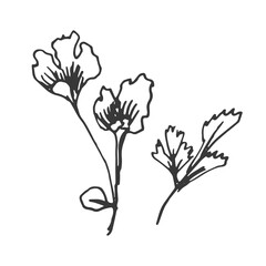 Spices garlic pepper vegetables herbs cooking vector graphics illustration by hand. Engraving print textile, menu recipe cooking food onion basil kitchen set 