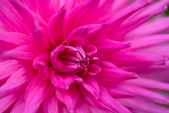 Macro photo of deep pink dahlia petals. Close up of dahlia for background, focus on the heart of the flower, narrow depth of field