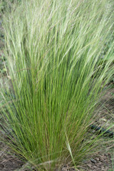 Stipa tenuissima 'Ponytails or feather or needle grass in a garden. Vertical image