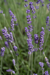 Close-up of blooming and fragrant lavender flowers in a garden bed. Vertical image, swallow depth of field, green blurred background