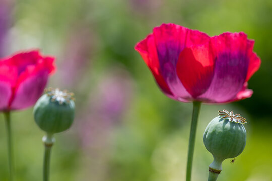 Poppy Heads In The Borders At Rousham Gardens