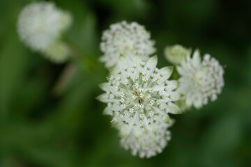 Astrantia major or the great masterwort flowers in a garden with blurred dark green background. Seen from above, narrow depth of field