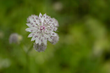 Astrantia major or the great masterwort flower in a garden with blurred green background. Seen from above, narrow depth of field