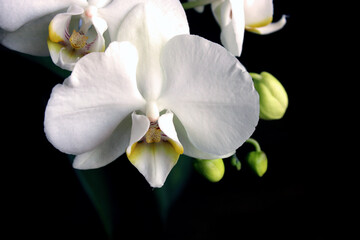 white orchid on black background, close up fresh flowers
