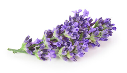 Lavender flowers isolated on white background