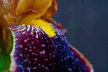 Vivid iris flower petal with raindrops in the garden. Vibrant violet and yellow leaves of a blossoming flower shot outdoors after the rain.