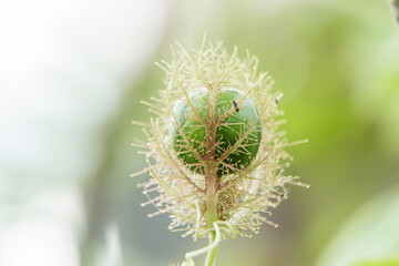 Green fruit of Passiflora foetida is encased in fruit hairs