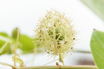 Green fruit of Passiflora foetida is encased in fruit hairs