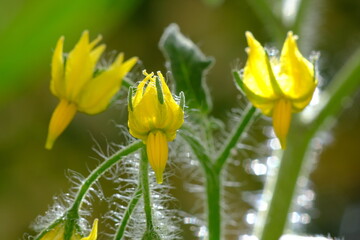 Tomato flowers. Tomato flowers on a plant move with the wind.Yellow flowers of the tomato plant, a vegetable widely used in Mediterranean cuisine. Italy. 