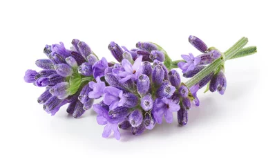 Fotobehang Lavender flowers isolated on white background © OSINSKIH AGENCY