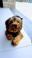 yorkshire terrier puppy