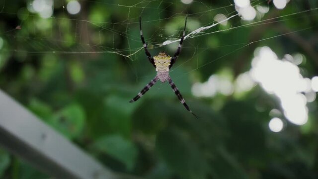 Large spider argiope appensa sits on a web in the jungle. Close-up. 4k footage